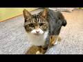 俺のことは全く覚えてないがチュールはしっかり覚えている実家猫...
