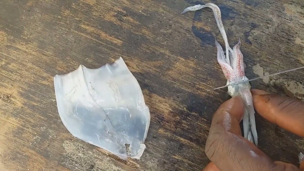 Como iscar lula no anzol: Melhor forma