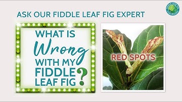 Why Your Fiddle Leaf Fig has Red Spots on the Leaves| Fiddle Leaf Fig Plant Resource Center