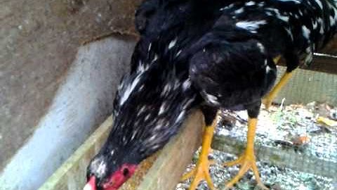 qaib thai spangle stag