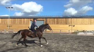 ~Barney Flatwork, and Jumping~