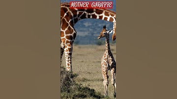 MOTHER  GIRAFFE @ DRSKSINGH CHANNEL JAI SHREERAM
