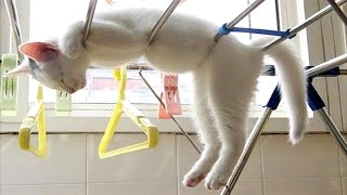 Funniest Animals 😄 New Funny Cats and Dogs Videos 😹🐶 Part 29 by Pet Hub 2,041 views 2 weeks ago 9 minutes, 1 second
