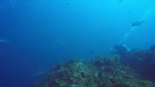 Marius Zabinski Sharks --------------------M