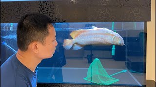 LIOW VIDEO: Death Of My Arowana 'Turtle' 过背金龙死了