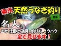 天然うなぎ釣りを東京の川でしたら良型が連発!名人直伝の鰻釣りの全てがこの動画にあり