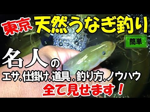 天然うなぎ釣りを東京の川でしたら良型が連発 名人直伝の鰻釣りの全てがこの動画にあり Youtube