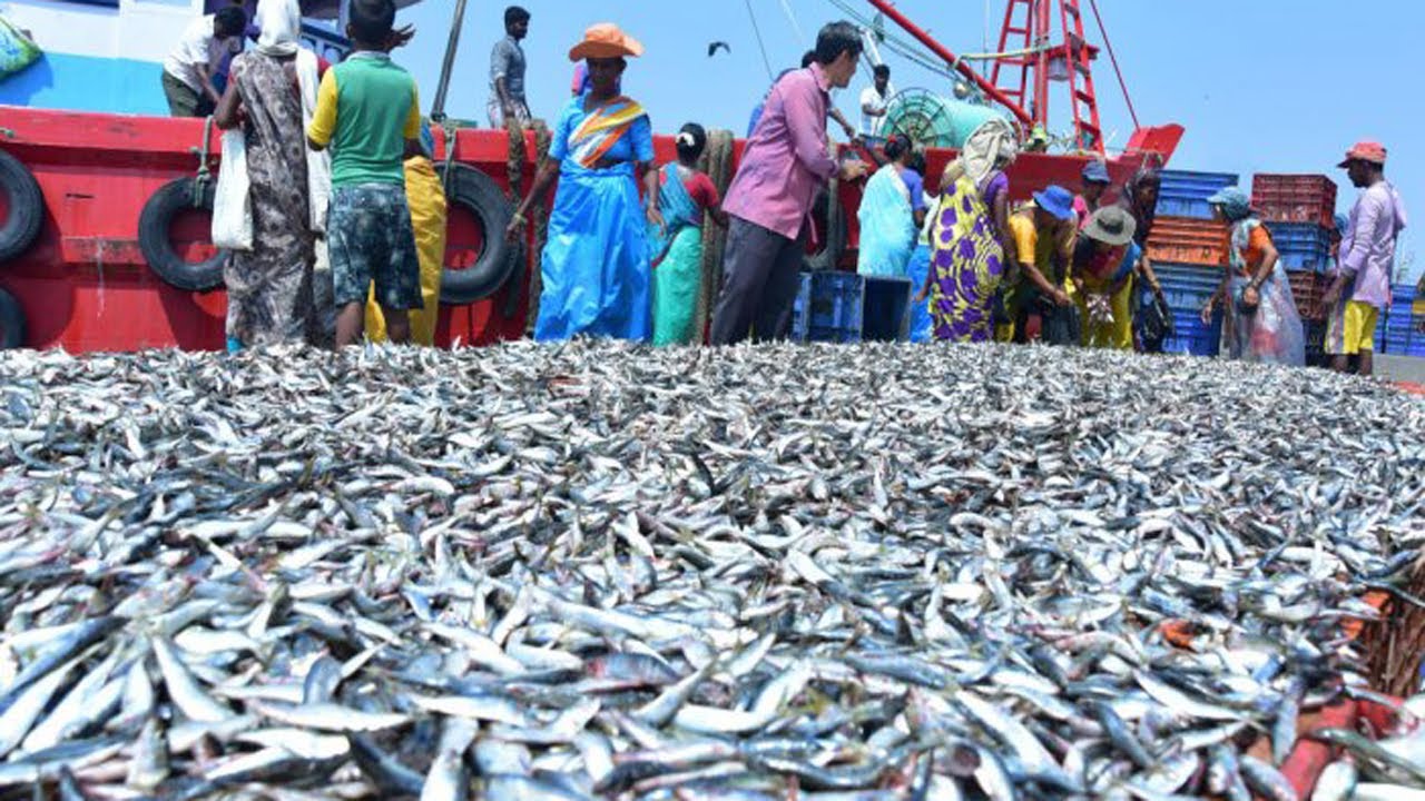 Net Fishing, Fishermen drag fish on the sea HUGE NET FISHING AT SEA