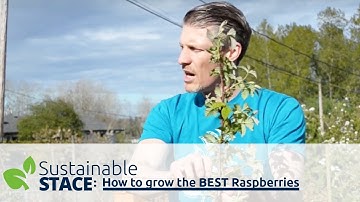 How to Grow the Best Raspberries