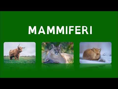 Video: I mammiferi hanno la placenta?