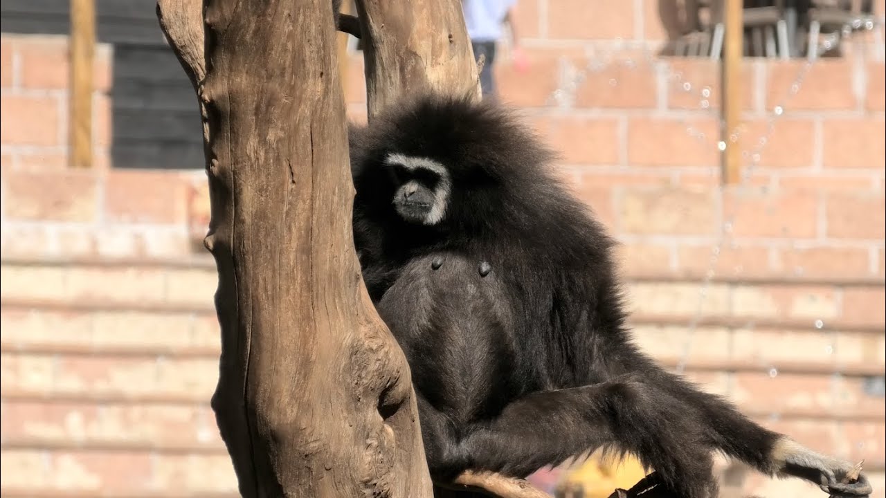 A Calm Day at Jungle Park Tenerife, Birds, Sea Lions & Nature