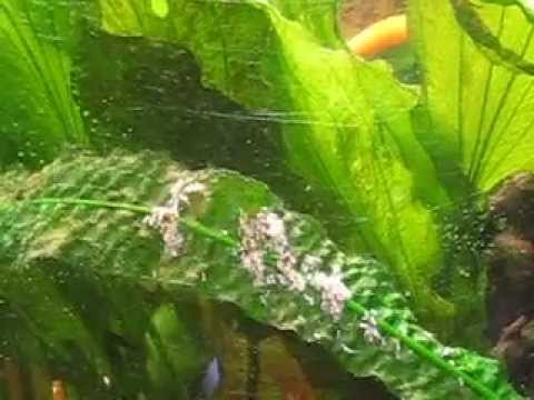 gallone Mommy Angel moves her 2 day wigglers