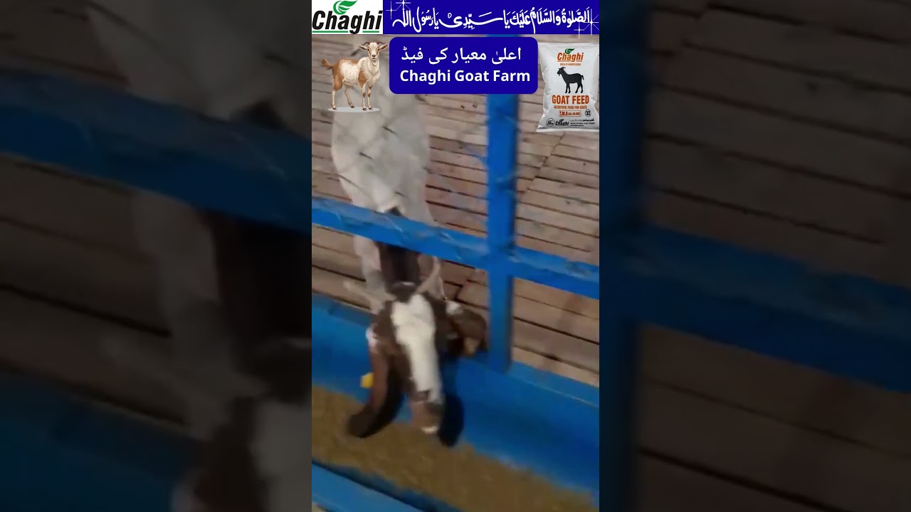 Best Goat Feed for Fast Growth | Healthy Goats