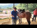 Proceso para arrendar/ domar / amansar / adiestrar un caballo criollo colombiano