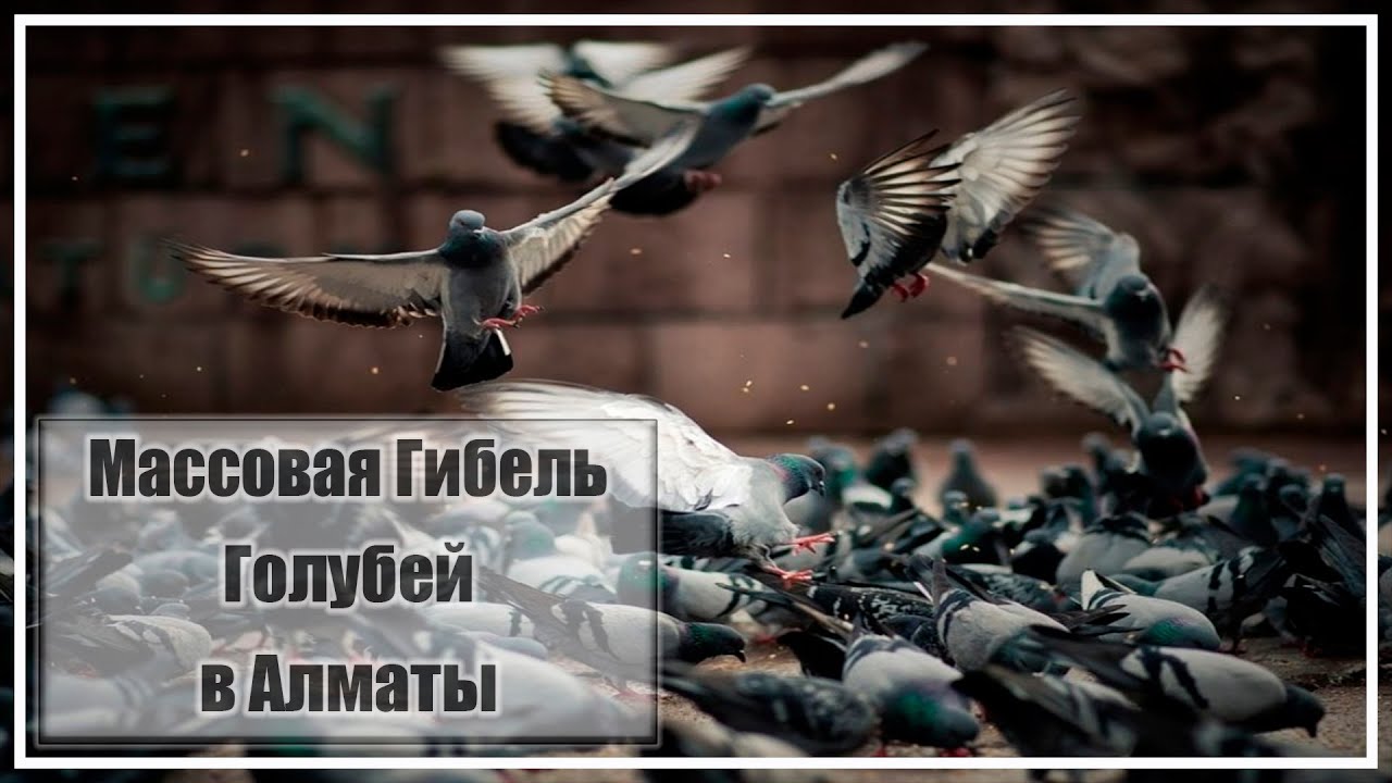 Альбом с голубем. Голуби алматы. голуби альбом. логотип смерть голубь.