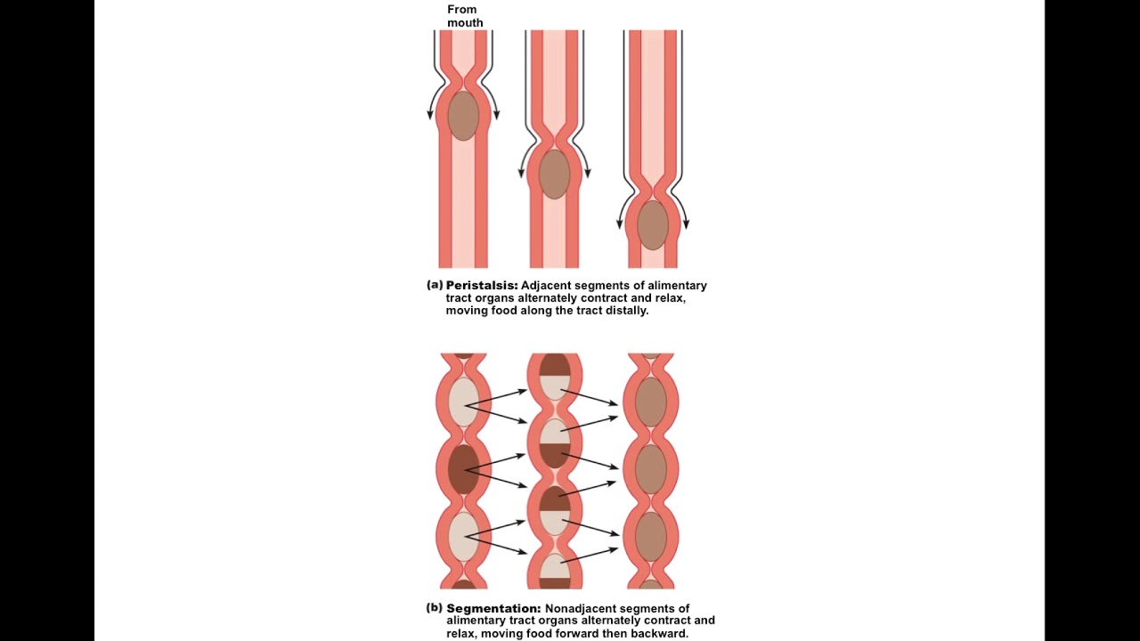 Chapter 23 Digestive System Part1 - YouTube