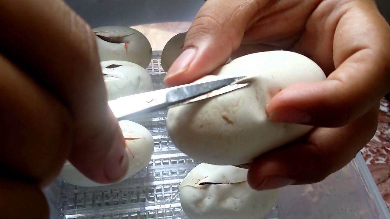 geckos food cutting the 3th clutch of the season 09/05/15