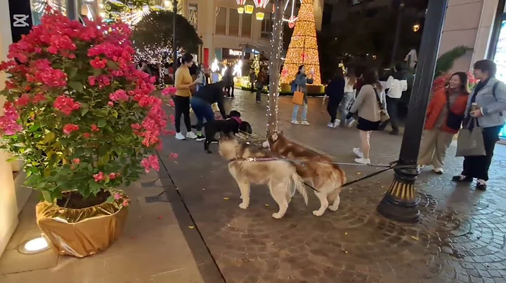 〖Night Walking Tour〗 囍帖街 皇后大道東 灣仔 香港〖夜街拍〗 Lee Tung Street Queen's Road East Wanchai HK
