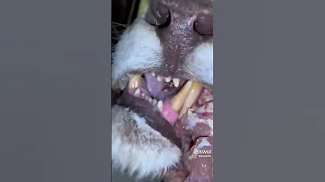 شاهد أنياب الأسد عن قرب 