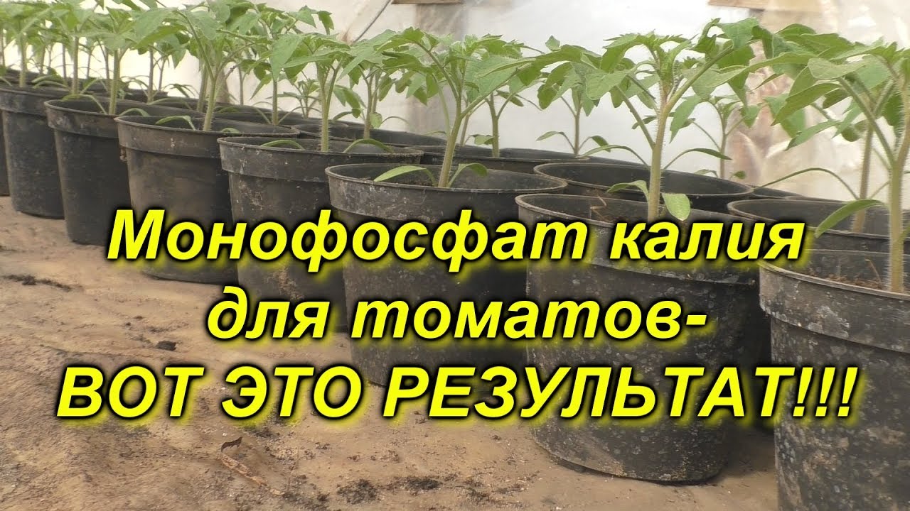 Рассада томатов + монофосфат калия= приземистые растения!