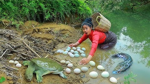 Women find fish meet softshell turtle and eggs -  cooking softshell turtle for eat so yummy
