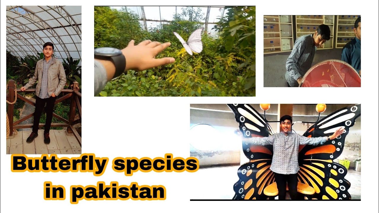Butterfly house lahore vlogs by abdullah YouTube