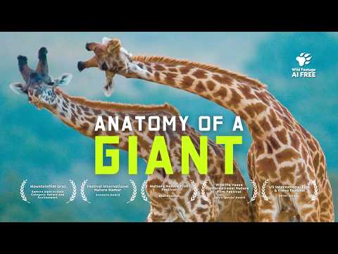 Giraffes aren't as Boring as you Think | 4K Nature Documentary