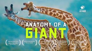 Giraffes aren't as Boring as you Think | 4K Nature Documentary