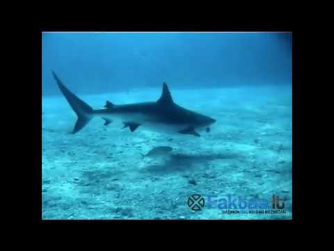 Video: Nustatytos Pirmosios Pasaulyje žinomos Visėdės Ryklių Rūšys