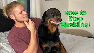 How to stop my dogs shedding?