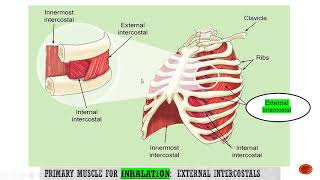 Anatomy of Respiratory System: Muscles of Respiration: PPT 2