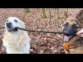 Golden Retriever and German Shepherd Puppy for a walk