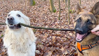 Golden Retriever and German Shepherd Puppy for a walk