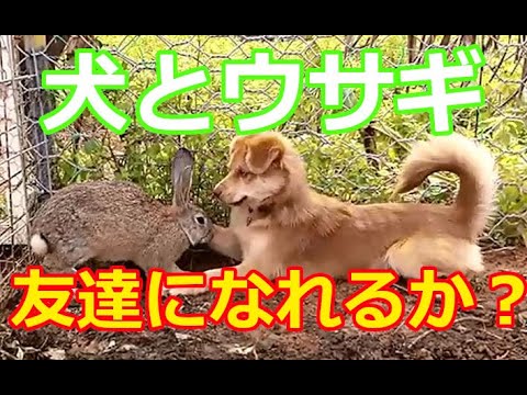 ウサギを襲わないように犬を訓練する