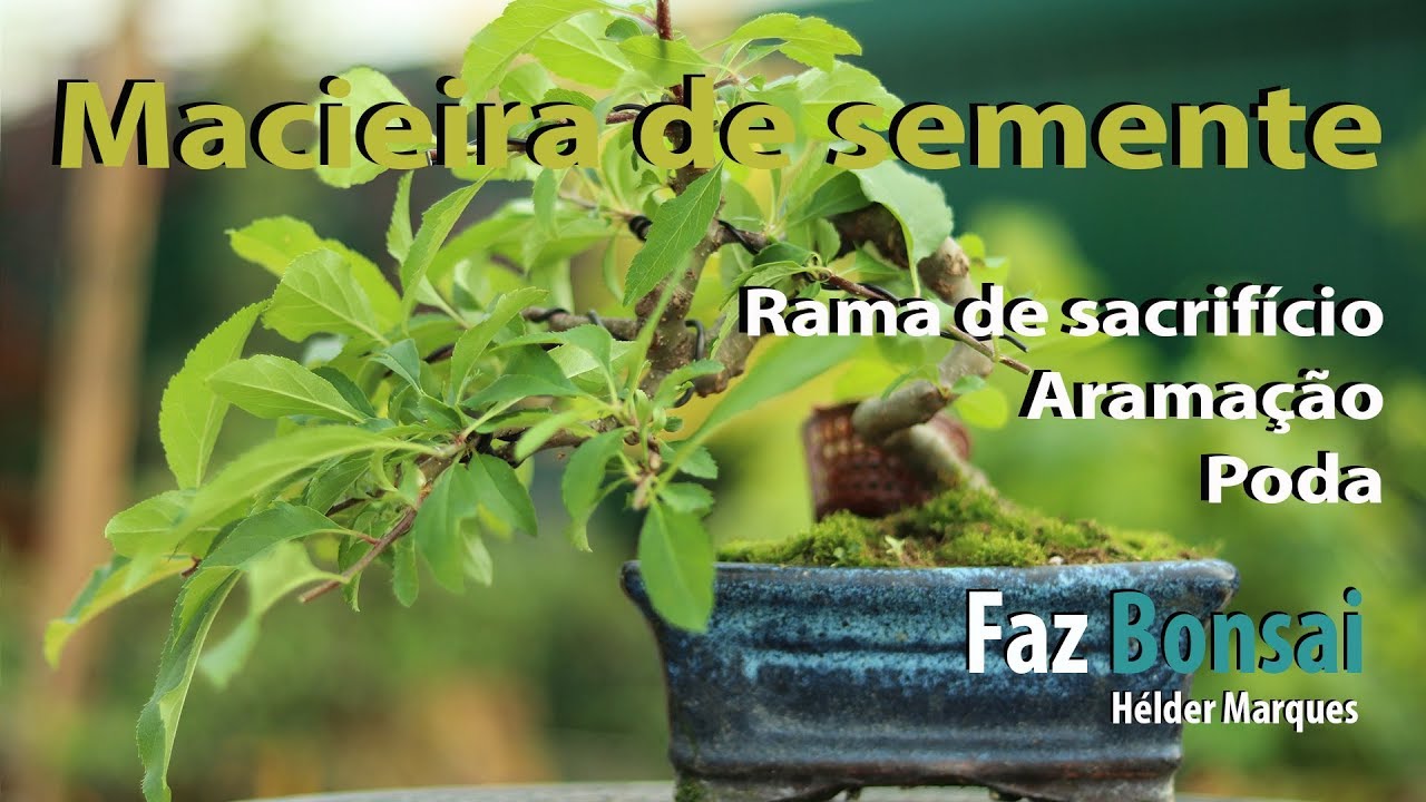 Macieira de semente - poda, aramação e rama de sacrifício (2019)