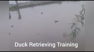 Pointer Duck Retrieving Training