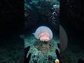 Blob Fish Found 😱 Easy Catch Underwater POV (Real Deep Sea Creature)