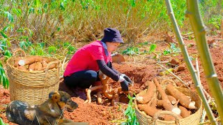 Harvesting Cassava & Goes to Market Sell - Boiled Tapioca, Cooking, Farm, Gardening | Tieu Lien