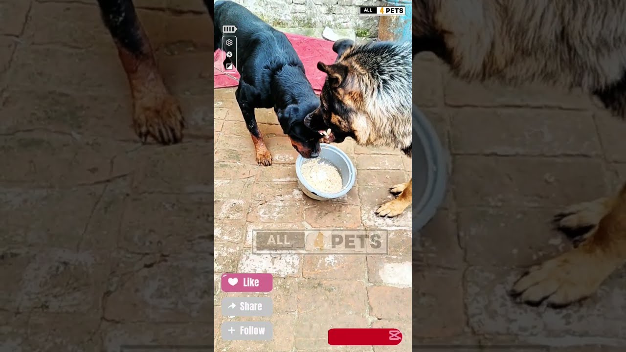 Rottweiler Dog Snatches German Shepherd S Food Youtubeshorts Shorts