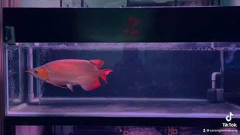 Huyết long short body size 48-50cm