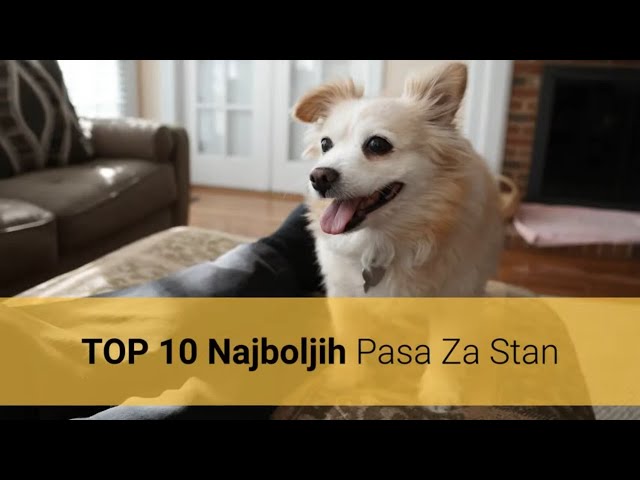 🐕 Psi Za Stan – Top 10 Najboljih Pasmina Pasa Za Stan - YouTube