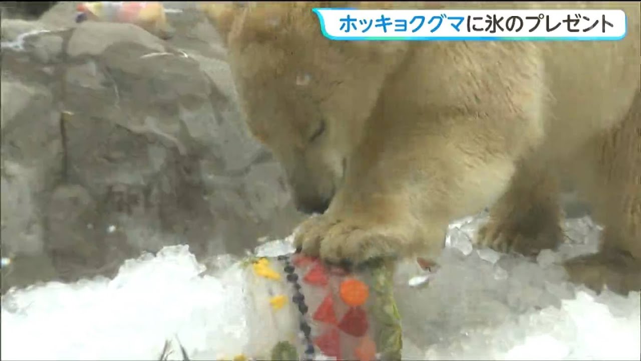 Polar bear twins and their mother enjoy a special ice treat to