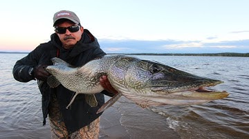 Giant Pike Right Across From Camp On Whitewater Lake