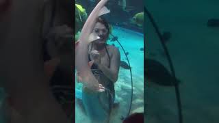 Sirena dandole un beso a un pez ,captado en vivo 🙄