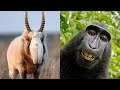 20 increíbles ANIMALES que se pueden EXTINGUIR muy pronto