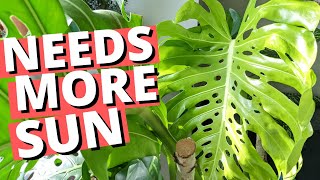 4 signs your Monstera needs MORE sun