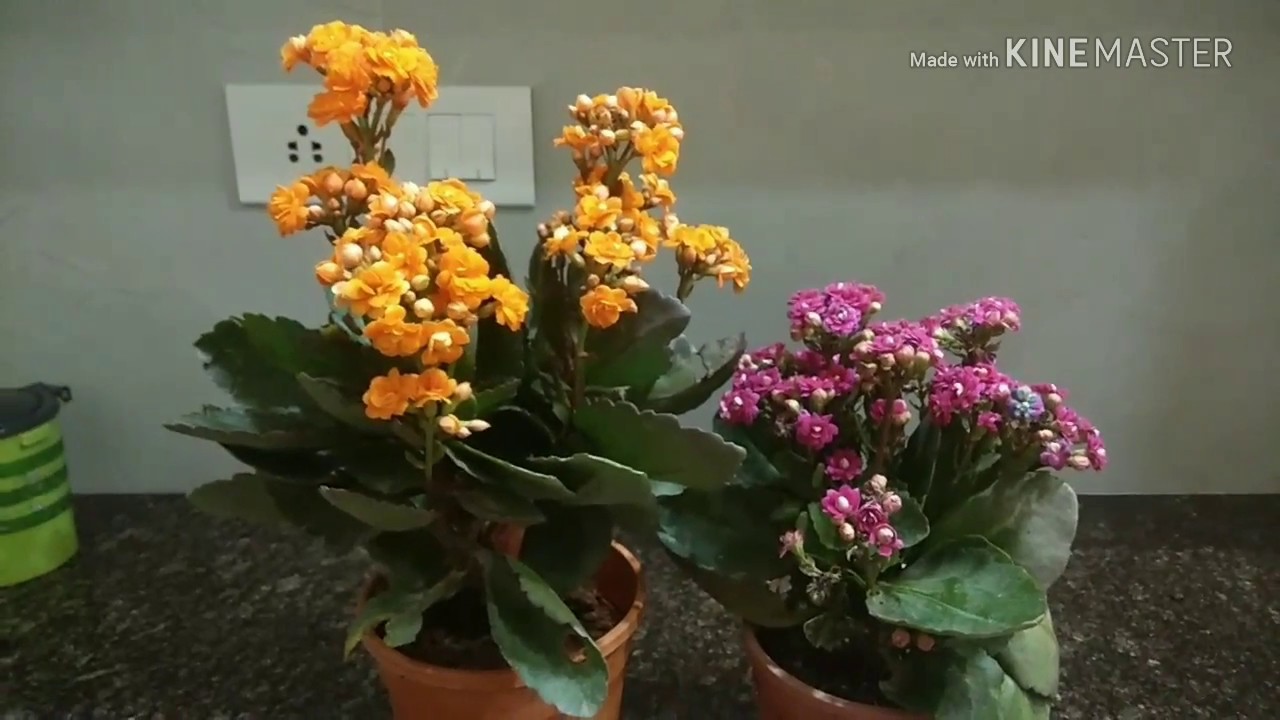 Kalanchoe plant care