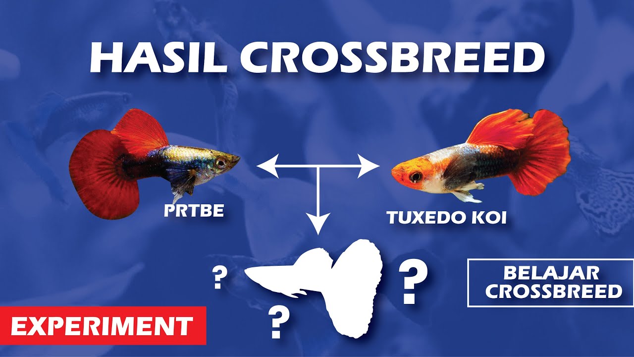 (Experiment) Hasil Crossbreed antara PRTBE dan Tuxedo Koi  | Belajar Kawin Silang