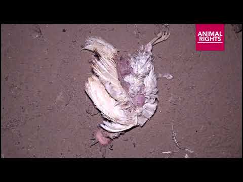 Het Animal Rights horror-schuren onderzoek - Nederweert