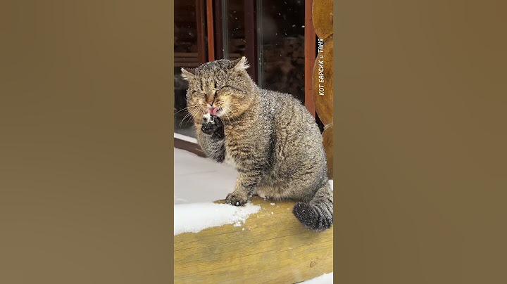 Котики могут обижаться на вас. The cat may take offense at you  #barsik #cat #cute #catvideos